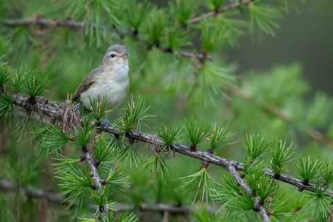 Warbling Vireo (Vireo gilvus) perched on a branch in Montana, USA
