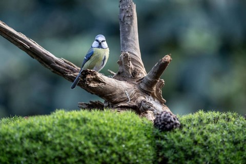 Blue tit (Parus caerulea), Emsland, Lower Saxony, Germany