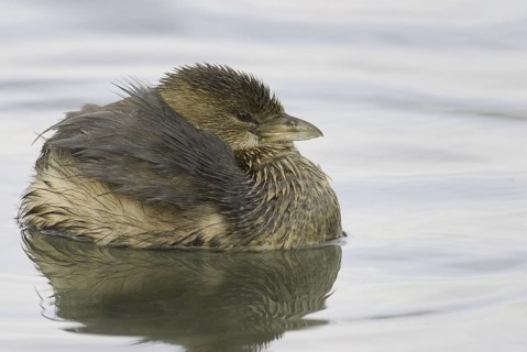Pied-billed Grebe (Podilymbus podiceps), California, USA