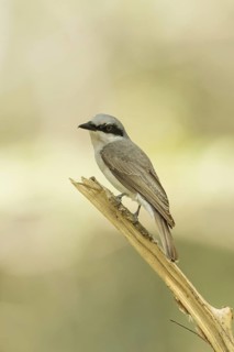 Large Woodshrike (Tephrodornis virgatus), Khao Yai National Park, Thailand