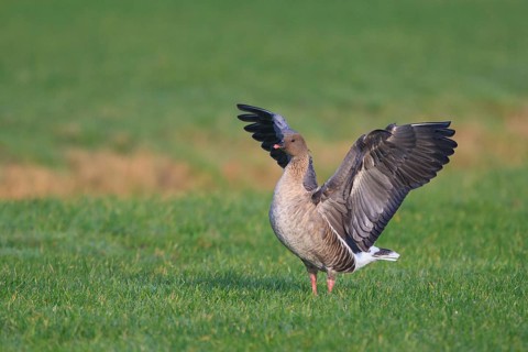 Pink-footed Goose (Anser brachyrhynchus), Netherlands