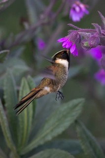 Buffy Helmetcrest (Oxypogon stuebelii) male feeding on flower nectar, Los Nevados National Park,