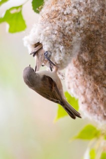 Eurasian Penduline Tit (Remiz pendulinus) juveniles, one week after leaving the nest,