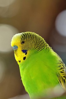 Budgerigar (Melopsittacus undulatus), adult, natural colours, on a branch, portrait, animal