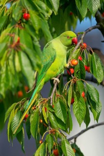 Rose-ringed Parakeet, Ring-necked Parakeet, (Psittacula krameri), Rhein-Pfalz-Kreis, Neuhofen,