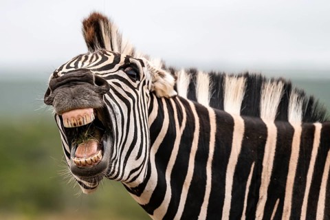 Funny, animal portrait, Burchell's zebra (Equus quagga burchelli) neighing and showing teeth, Addo