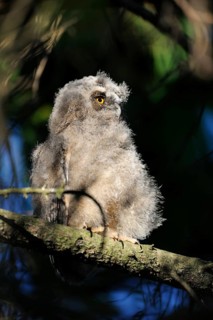 Long-eared Owl (Asio otus) juvenile perched on a branch, North Rhine-Westphalia, Germany