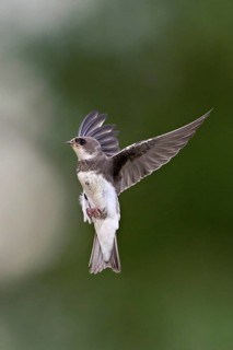 Sand martin (Riparia riparia), in flight, Reussegg nature reserve, Canton Aargau, Switzerland