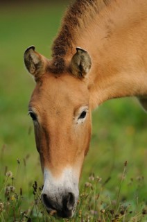 Portrait of a brown horse on a green meadow, calmly grazing, Przewalski's horse (Equus ferus