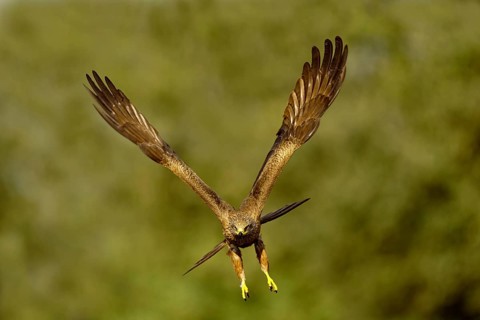 Black Kite (Milvus migrans) in flight, Castilla-La Mancha Spain