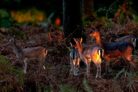 The last rays of the low evening sun penetrate the forest and meet a herd of fallow deer (Dama
