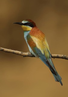 European Bee-eater (Merops apiaster), Hungary