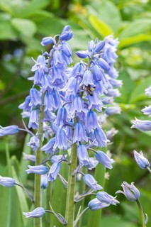Spanish bluebell (Hyacinthoides hispanica 'Excelsior')