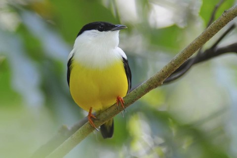 White-collared Manakin (Manacus candei) male, Guatemala