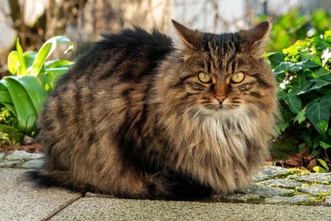 Cat, Norwegian Forest Cat, Baden-Württemberg, Germany