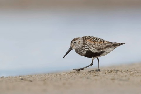 Dunlin (Calidris alpina) foraging, Mecklenburg-Western Pomerania, Germany