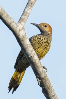 Fernandinas Flicker (Colaptes fernandinae) perched on a branch in Cuba