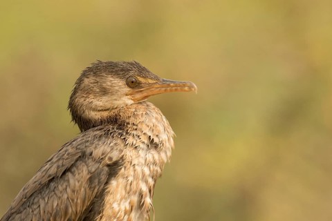 Reed Cormorant (Microcarbo africanus) juvenile, Gambia