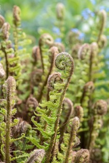 Curly gold scale fern (Dryopteris affinis 'Crispa')