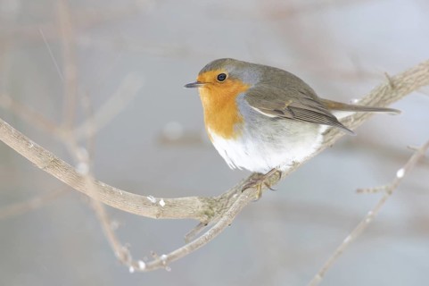 European Robin (Erithacus rubecula), Thuringia, Germany
