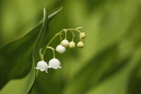 Lily of the valley (Convallaria majalis) in Liliental, Kaiserstuhl, Baden-Württemberg, Germany
