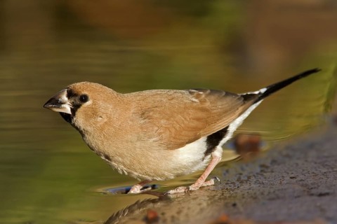 Masked Finch (Poephila personata) juvenile, Western Australia, Australia