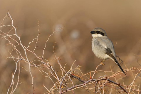 Great Grey Shrike - Raubwürger - Lanius excubitor ssp. algeriensis, Morocco, adult