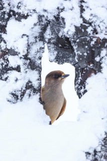 Siberian Jay (Perisoreus infaustus), Finland