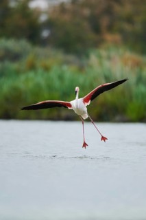 Greater Flamingo (Phoenicopterus roseus), landing in the water, Parc Naturel Regional de Camargue,