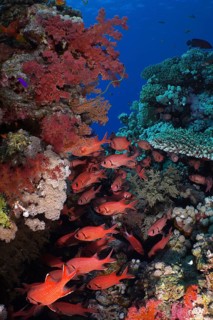 Colourful coral reef with red fish, white-fringed soldierfish (Myripristis murdian), rich