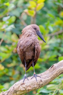 A hamerkop (Scopus umbretta) stands on a branch of a tree. Green vegetation can be seen in the