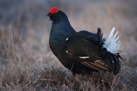 Black Grouse (Lyrurus tetrix) male, Sweden