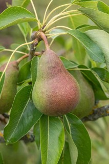 Pear (Pyrus communis 'Harrow Delight'), allotment garden, Germany