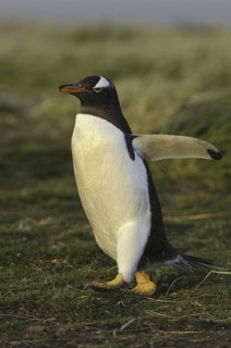 Gentoo Penguin (Pygoscelis papua), Falkland Islands