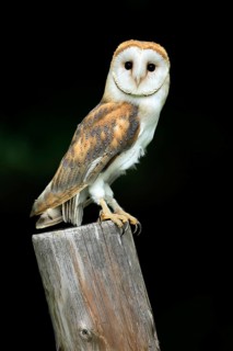 Barn owl (Tyto alba), adult, alert, on guard, Šumava, Czech Republic