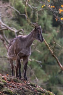 One female Himalayan Tahr (Hemitragus jemlahicus) standing on rocks in a forest. Green forest in