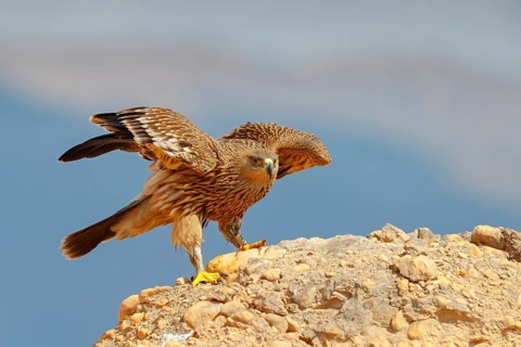 Imperial Eagle, (Aquila heliac), animals, birds, eagles, birds of prey, biotope, habitat, standing