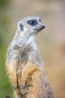 Meerkat, Suricata suricatta, in guard position, guard pose, observes the area surrounding the