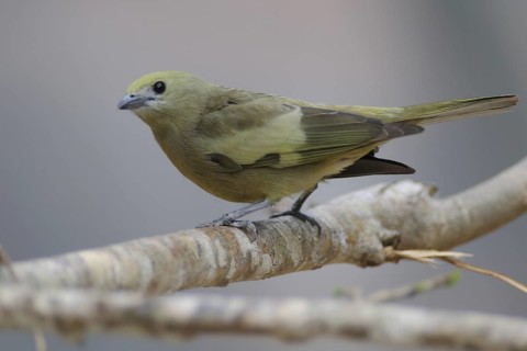 Palm Tanager (Thraupis palmarum), Pantanal, Brazil