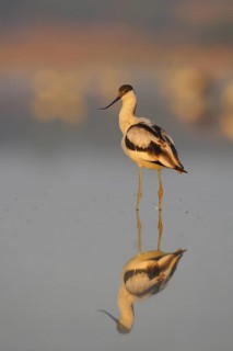 Pied Avocet (Recurvirostra avosetta), Seville, Spain