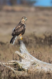 Rough-legged Hawk (Buteo lagopus) at Nanimo River Estuary