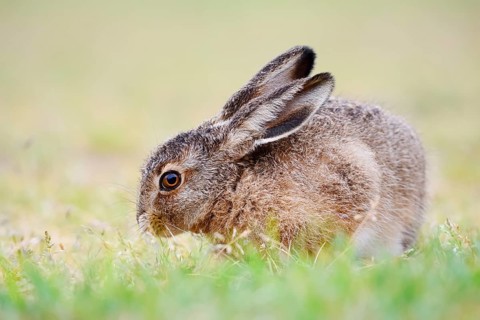 European hare (Lepus europaeus), young animal sitting in a meadow and eating grasses, North