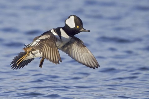 Hooded Merganser (Lophodytes cucullatus) male flying, British Columbia, Canada