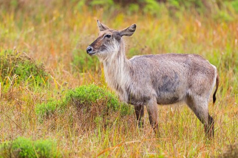 Waterbuck, (Kobus ellipsiprymnus) Common Waterbuck, Elliptic Waterbuck, African Antelope,