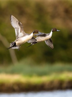 Northern Pintail, Anas acuta, males in flight over winter marshes