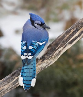 Blue Jay, Cyanocitta cristata, perched in a backyard in winter, in Saskatoon, Saskatchewan, Canada