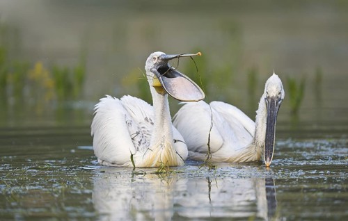 Krauskopfpelikan (Pelecanus crispus) Dalmatien Pelican