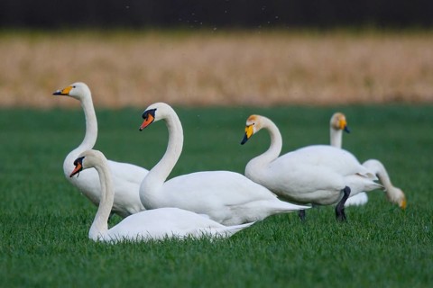 Mute Swan & Whooper Swan (Cygnus olor & Cygnus cygnus), North Rhine-Westphalia, Germany