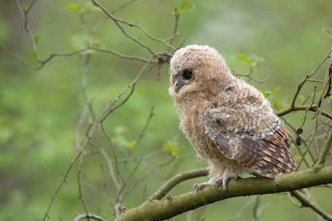 Tawny Owl (Strix aluco) juvenile perched on a branch, North Rhine-Westphalia, Germany