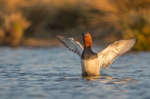 Common Pochard (Aythya ferina) male flapping wings, Schleswig-Holstein, Germany